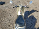 Honda ELITE 2005 — Copart