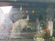 Isuzu NRR 2026 — Copart