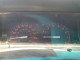 Mazda B2000 1986 — Copart