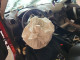 Nissan ROGUE 2012 — Copart