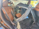 Subaru FORESTER 2026 — Copart