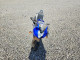 Suzuki CYCLE GS(F 2004 — Copart
