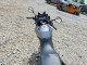 Suzuki DL650K9 V-STROM 650 2009 — Copart