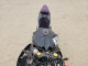 Suzuki GSXR1000 2020 — Copart