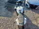 Suzuki GSXR750 2025 — Copart