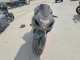 Suzuki GSXR750 2004 — Copart